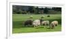 Sheep grazing in a field, Agrodome, State Highway 5, Rotorua, ay of Plenty, North Island, New Ze...-null-Framed Photographic Print