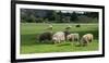 Sheep grazing in a field, Agrodome, State Highway 5, Rotorua, ay of Plenty, North Island, New Ze...-null-Framed Photographic Print