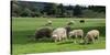 Sheep grazing in a field, Agrodome, State Highway 5, Rotorua, ay of Plenty, North Island, New Ze...-null-Stretched Canvas