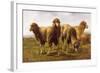 Sheep Grazing in a Meadow-Rosa Bonheur-Framed Giclee Print