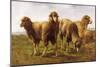 Sheep Grazing in a Meadow-Rosa Bonheur-Mounted Giclee Print
