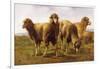 Sheep Grazing in a Meadow-Rosa Bonheur-Framed Giclee Print