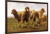 Sheep Grazing in a Meadow-Rosa Bonheur-Framed Giclee Print