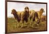 Sheep Grazing in a Meadow-Rosa Bonheur-Framed Giclee Print