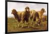 Sheep Grazing in a Meadow-Rosa Bonheur-Framed Giclee Print