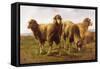 Sheep Grazing in a Meadow-Rosa Bonheur-Framed Stretched Canvas