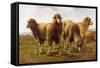 Sheep Grazing in a Meadow-Rosa Bonheur-Framed Stretched Canvas