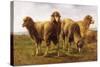 Sheep Grazing in a Meadow-Rosa Bonheur-Stretched Canvas