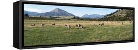 Sheep grazing in field, Riverrun Lodge, Wanaka, Queenstown-Lakes District, Otago Region, South I...-null-Framed Stretched Canvas