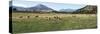 Sheep grazing in field, Riverrun Lodge, Wanaka, Queenstown-Lakes District, Otago Region, South I...-null-Stretched Canvas