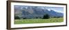 Sheep grazing in pasture near Blanket Bay Lodge, Lake Wakatipu, New Zealand-null-Framed Photographic Print