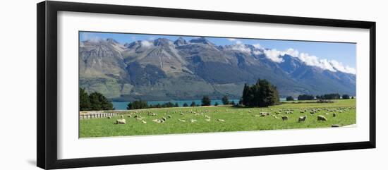 Sheep grazing in pasture near Blanket Bay Lodge, Lake Wakatipu, New Zealand-null-Framed Photographic Print