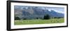 Sheep grazing in pasture near Blanket Bay Lodge, Lake Wakatipu, New Zealand-null-Framed Photographic Print