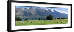 Sheep grazing in pasture near Blanket Bay Lodge, Lake Wakatipu, New Zealand-null-Framed Photographic Print