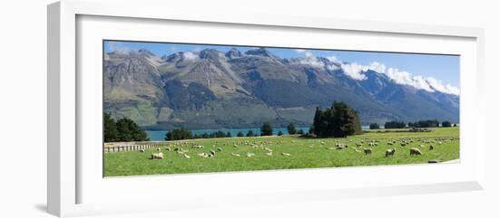 Sheep grazing in pasture near Blanket Bay Lodge, Lake Wakatipu, New Zealand-null-Framed Photographic Print