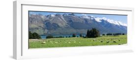 Sheep grazing in pasture near Blanket Bay Lodge, Lake Wakatipu, New Zealand-null-Framed Photographic Print