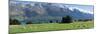 Sheep grazing in pasture near Blanket Bay Lodge, Lake Wakatipu, New Zealand-null-Mounted Photographic Print