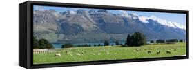 Sheep grazing in pasture near Blanket Bay Lodge, Lake Wakatipu, New Zealand-null-Framed Stretched Canvas