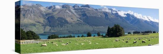 Sheep grazing in pasture near Blanket Bay Lodge, Lake Wakatipu, New Zealand-null-Stretched Canvas