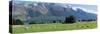 Sheep grazing in pasture near Blanket Bay Lodge, Lake Wakatipu, New Zealand-null-Stretched Canvas