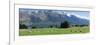 Sheep grazing in pasture near Blanket Bay Lodge, Lake Wakatipu, New Zealand-null-Framed Photographic Print