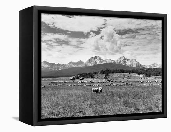 Sheep Grazing in Stanley Basin-Bluford W. Muir-Framed Stretched Canvas
