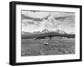 Sheep Grazing in Stanley Basin-Bluford W. Muir-Framed Photographic Print