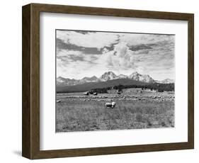 Sheep Grazing in Stanley Basin-Bluford W. Muir-Framed Photographic Print