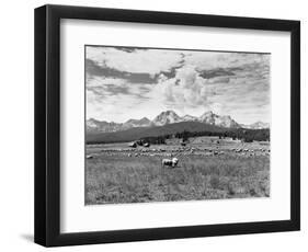 Sheep Grazing in Stanley Basin-Bluford W. Muir-Framed Photographic Print