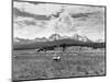 Sheep Grazing in Stanley Basin-Bluford W. Muir-Mounted Photographic Print