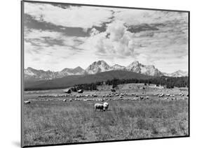 Sheep Grazing in Stanley Basin-Bluford W. Muir-Mounted Photographic Print