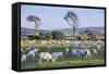 Sheep Grazing in the Green Fields of the Catlins, South Island, New Zealand, Pacific-Michael-Framed Stretched Canvas