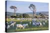 Sheep Grazing in the Green Fields of the Catlins, South Island, New Zealand, Pacific-Michael-Stretched Canvas