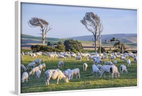 Sheep Grazing in the Green Fields of the Catlins, South Island, New Zealand, Pacific-Michael-Framed Photographic Print