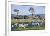 Sheep Grazing in the Green Fields of the Catlins, South Island, New Zealand, Pacific-Michael-Framed Photographic Print
