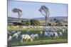 Sheep Grazing in the Green Fields of the Catlins, South Island, New Zealand, Pacific-Michael-Mounted Photographic Print