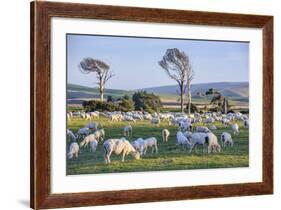 Sheep Grazing in the Green Fields of the Catlins, South Island, New Zealand, Pacific-Michael-Framed Photographic Print