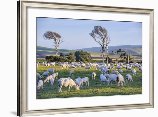 Sheep Grazing in the Green Fields of the Catlins, South Island, New Zealand, Pacific-Michael-Framed Photographic Print