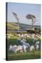 Sheep Grazing in the Green Fields of the Catlins, South Island, New Zealand, Pacific-Michael-Stretched Canvas