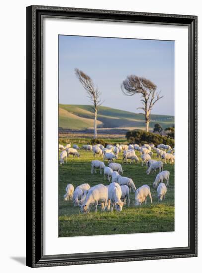 Sheep Grazing in the Green Fields of the Catlins, South Island, New Zealand, Pacific-Michael-Framed Photographic Print