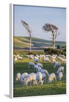 Sheep Grazing in the Green Fields of the Catlins, South Island, New Zealand, Pacific-Michael-Framed Photographic Print