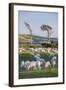 Sheep Grazing in the Green Fields of the Catlins, South Island, New Zealand, Pacific-Michael-Framed Photographic Print