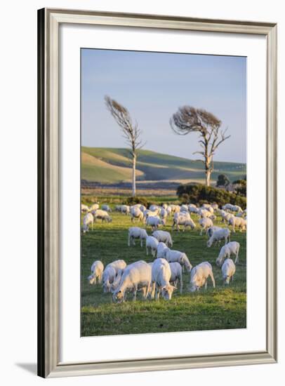 Sheep Grazing in the Green Fields of the Catlins, South Island, New Zealand, Pacific-Michael-Framed Photographic Print