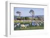 Sheep Grazing in the Green Fields of the Catlins, South Island, New Zealand, Pacific-Michael-Framed Photographic Print