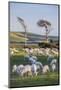 Sheep Grazing in the Green Fields of the Catlins, South Island, New Zealand, Pacific-Michael-Mounted Photographic Print