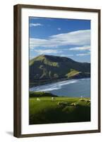 Sheep grazing near Allans Beach, Dunedin, Otago, New Zealand.-David Wall-Framed Photographic Print