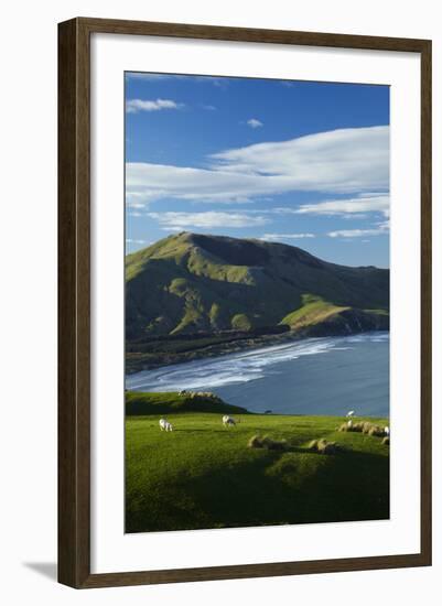 Sheep grazing near Allans Beach, Dunedin, Otago, New Zealand.-David Wall-Framed Photographic Print