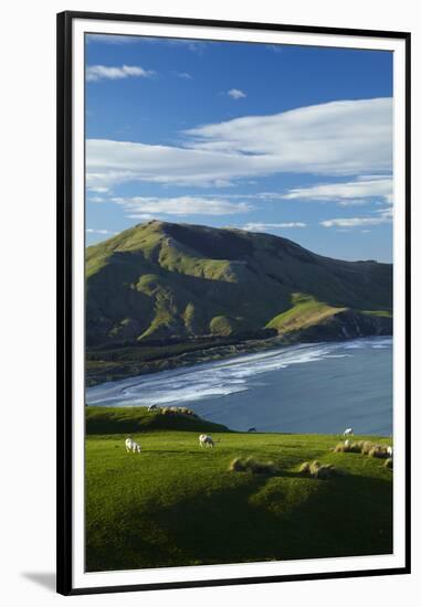 Sheep grazing near Allans Beach, Dunedin, Otago, New Zealand.-David Wall-Framed Premium Photographic Print