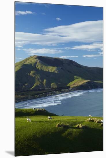 Sheep grazing near Allans Beach, Dunedin, Otago, New Zealand.-David Wall-Mounted Premium Photographic Print