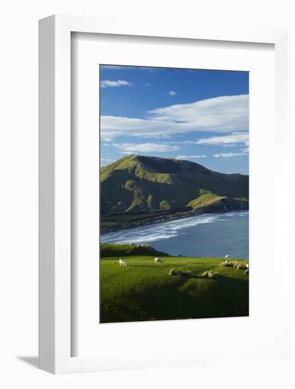 Sheep grazing near Allans Beach, Dunedin, Otago, New Zealand.-David Wall-Framed Photographic Print